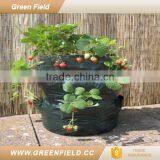 Strawberry Plants Grow Bags PE 2017 thumbnail-1