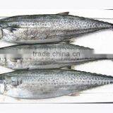 Frozen Spanish Mackerel Big Size thumbnail-1
