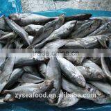 Ready Stock HACCP Horse Mackerel Manufacturer thumbnail-1