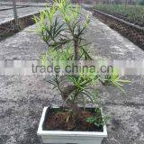 Podocarpus Macrophyllus Bosnai thumbnail-2