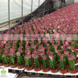 Euphorbia Lactea f. Cristata thumbnail-1