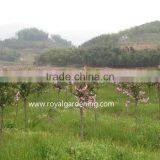 Prunus Serrulata Landscaping Trees thumbnail-3