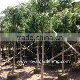 Ficus Longifolia Tree thumbnail-1