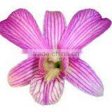 D-012 : DENDROBIUM PINK LINE ORCHID thumbnail-1