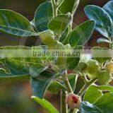 WITHANIA SOMNIFERA thumbnail-2