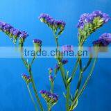 Pure and mild flavor new coming fresh cheap myosotis decoration flowers