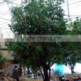 Indoor Decoration Artificial Fruit Tree Orange Tree