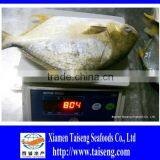 400-600g Golden Pompano Frozen Golden Pomfret thumbnail-6