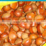 Eating Chinese Chestnut thumbnail-1