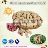 chinese long type raw peanuts kernels