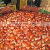 Fresh Chestnut thumbnail-2