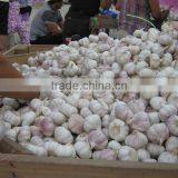 Supply Jinxiang Pure White Garlic/Normal White Garlic thumbnail-5