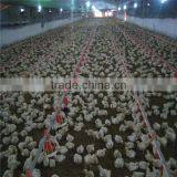 Automatic Feeder System for Poultry thumbnail-6