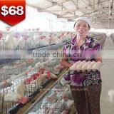 Free Sample Free Postage Bobwhite Quail Cage thumbnail-1