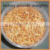 Bird Food Of Mealworm (Freez Dried Mealworm Bird) thumbnail-1