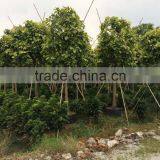Ficus Benghalensis Variegata thumbnail-5