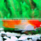 Santa Swordtail Fish Farm - Tropical Fish For Sale thumbnail-5