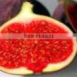 Ficus Racemosa Extract thumbnail-3