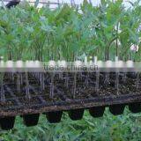 Plant Seedling Nursery Seed Tray thumbnail-5