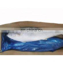 Frozen Yellow Tail Fish Price Horse Mackerel Seafood thumbnail-1
