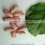 long shape light speckled kidney beans of good quality (2015 crop)