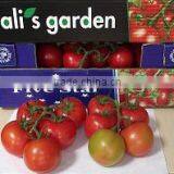 Fresh Tomato thumbnail-1