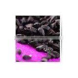 Black Cumin Seed thumbnail-1