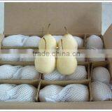 Fresh Ya Pear Fruit in China