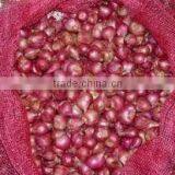 Pickle Onion thumbnail-3