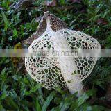 Dictyophora Indusiata thumbnail-5