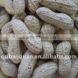 Roasted New Crop Peanuts in Shell thumbnail-1