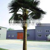 Artificial Palm Tree Phoenix Palm Tree thumbnail-2