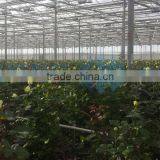 Multi Span Agricultural Double Layer Hollow Glass Greenhouse ISO9001:2008 thumbnail-1
