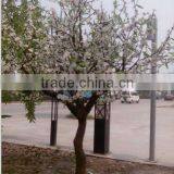 SJ218008 Artificial White LED Cherry Blossom Tree Light With RoHS SAA thumbnail-3