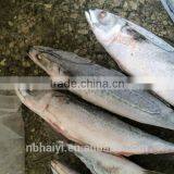 Seafrozen Mackerel Big Size 300-400g thumbnail-1