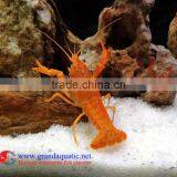 Live Crayfish Lobstor for Sale thumbnail-1