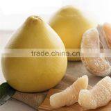 Chinese Sweet Citrus Fruits Fresh Honey Pomelo thumbnail-1
