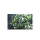 Nanfeng Citrus thumbnail-1