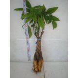 5 Braided Pachira Mini Rich Money Tree 20cm-120cm Good Luck Tree Pachira Aquatica Macrocarpa Malabar Chestnut thumbnail-2