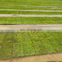Agricultural Use Rice Seeder in India thumbnail-5