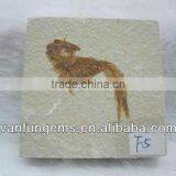 All Kinds of Natural Fish Fossil
