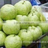 Pink ,White Guava Export in India thumbnail-1