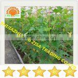 Agricultural Equipment Plant Stand in Greenhouse thumbnail-4