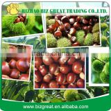 HOT SALE Chinese Dried chestnut