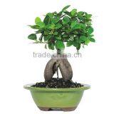 Ficus Tree Ginseng Ficus Benghalensis Plants