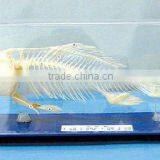 High Quality Fish Skeleton Model for Teaching and Medical Use