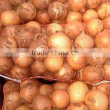Yellow Onion Red Onion Specification Fresh thumbnail-2