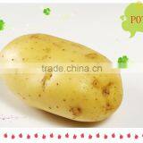 Holland Potato thumbnail-1