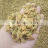 Great Quality Green Raisin From China thumbnail-1