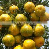 Canned Orange Peel thumbnail-1